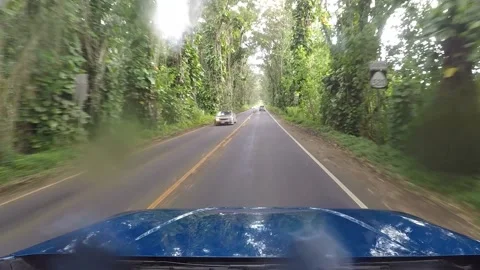 A tree tunnel lining a highway. Vídeos de archivo 163136712