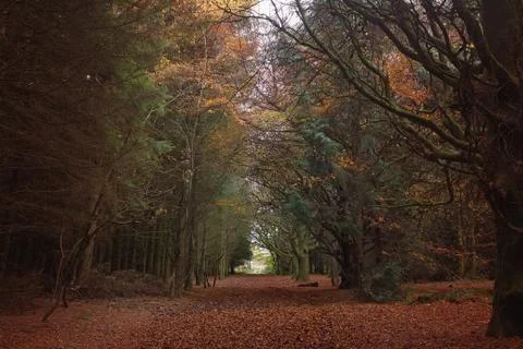 Tree tunnel orange Stock Photos