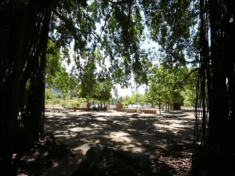 TREE TUNNEL TO PARK PUSH Stock Footage 78244856