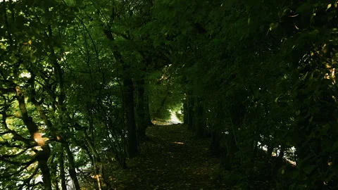 Tree Tunnel Path in Rogalin Palace Park, Drone Forward Video stock 323773233