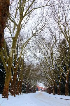 Tree tunnel Stock Photos