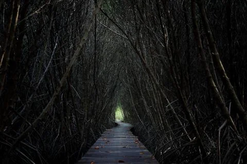 Tree tunnel Stock Photos