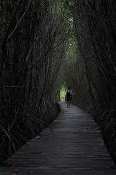 Tree tunnel Stock Photos