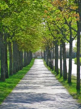 Tree tunnel Stock Photos
