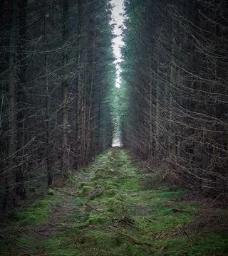 Tree tunnel Stock Photos