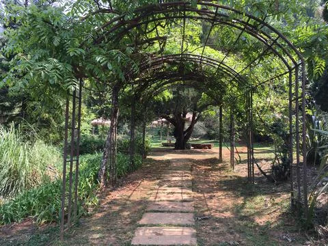 A Tree tunnel Stock Photos
