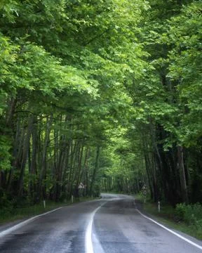 Tree tunnel Stock Photos