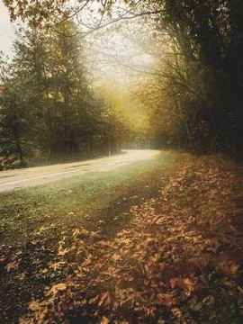 Tree tunnel Stock Photos