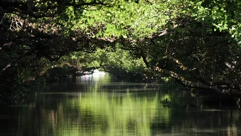 Tree tunnel river bed in Taiwan HD 54 Stock Footage 145431439