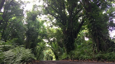 Tree tunnel in tropical forest from low angle on road (4K) Stock Footage 61167464