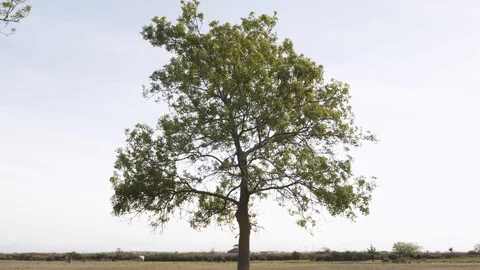 Tree, turn around, blue sky and grass with crane gimbal Stock Footage 113673266