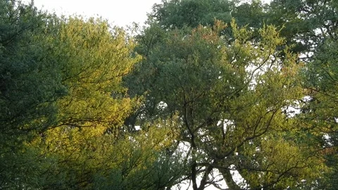 Tree Turning Yellow When Sun Light Reflects Through Leaves 스톡 동영상 320736146