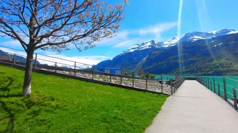 Tree with Turquoise Lake Brienz View, Switzerland 4K Stock Footage 341279687