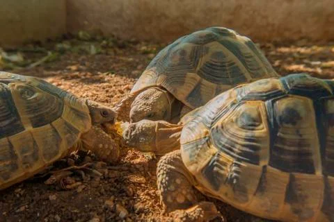 Tree turtles catching some sun Stock Photos