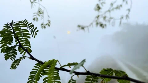 Tree twig blowing in air during foggy morning Stock Footage 224231276