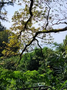 Tree twig Stock Photos