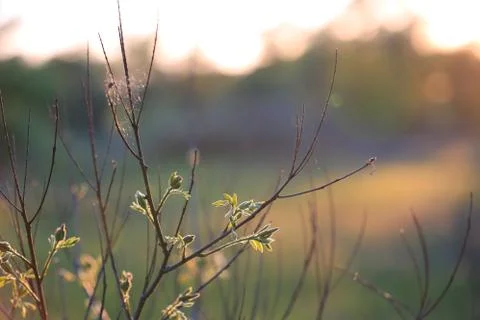 Tree twig on spring meadow Stock Photos
