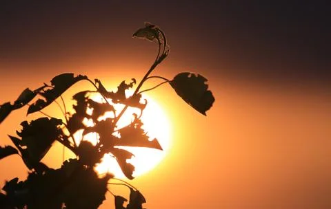 Tree twig in sunset light Stock Photos