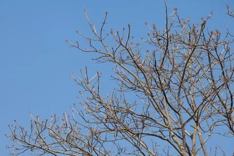 Tree twigs with bare trunks and branches Stock Photos
