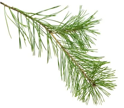 Tree twigs elements  isolated on white background, green coniferous branche.. 스톡 사진