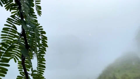 Tree twigs on the left side of the frame, foggy morning Stock Footage 224231267