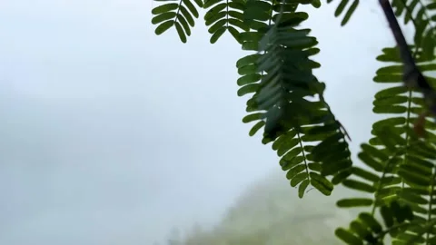 Tree twigs on the right side of the frame, foggy morning Stock Footage 224231228