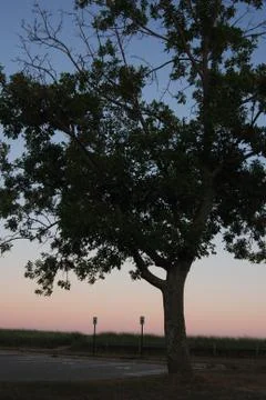 Tree at Twilight Stockfoto's