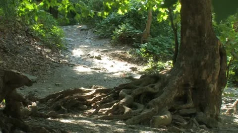 Tree With Twisted Roots and Path 動画素材 11361217