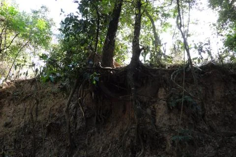 Tree with twisted roots. Stockfoto's