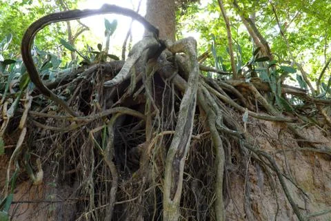 Tree with twisted roots. Stock Photos