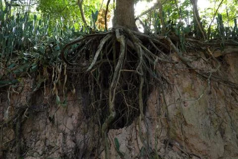 Tree with twisted roots. Stock Photos