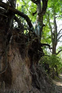 Tree with twisted roots. Stock Photos