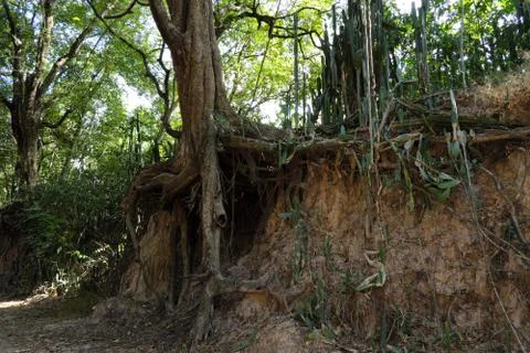 Tree with twisted roots. 스톡 사진