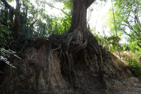 Tree with twisted roots. Foto stock