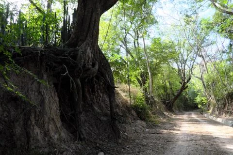 Tree with twisted roots. Foto stock