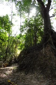 Tree with twisted roots. Stock Photos