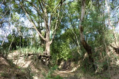 Tree with twisted roots. Stock-Fotos