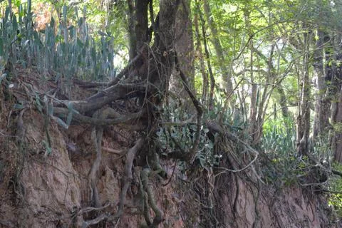 Tree with twisted roots. Stock Photos