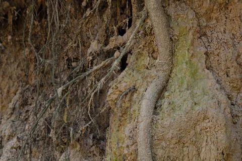 Tree with twisted roots. Stock Photos