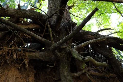 Tree with twisted roots. Stock Photos