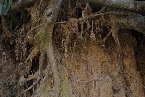 Tree with twisted roots. Foto stock