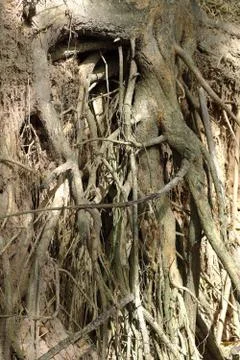Tree with twisted roots. Stockfoto's