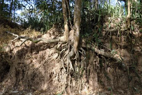 Tree with twisted roots. Stock Photos