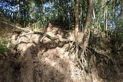 Tree with twisted roots. Stock Photos