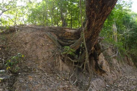 Tree with twisted roots. Stock-Fotos