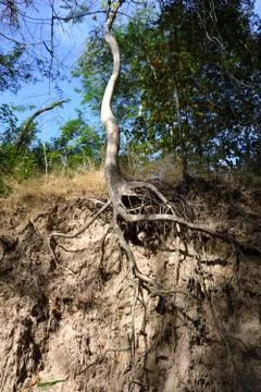 Tree with twisted roots. Stock Photos