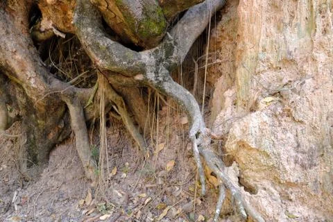 Tree with twisted roots. Stock Photos