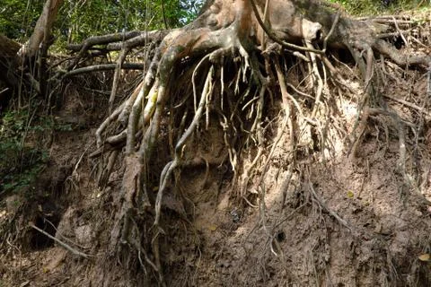 Tree with twisted roots. Stock Photos