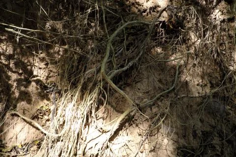 Tree with twisted roots. Stock-Fotos