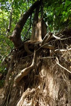 Tree with twisted roots. Stock-Fotos